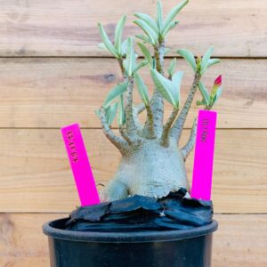 1711 67 Arabicum Ultron - F2 18 meses