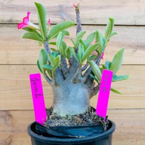 1711 68 Arabicum Javali - F2 18 meses