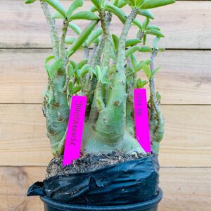 1711 70 Arabicum Dhofarense - F2 18 meses