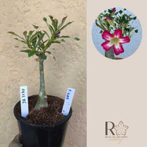 1411 86 Rosa do Deserto Fiona