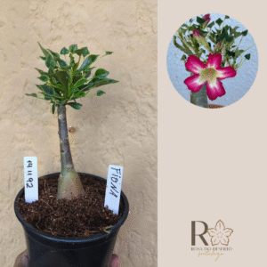 1411 92 Rosa do Deserto Fiona