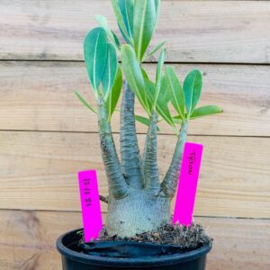 1711 81 Arabicum Tyson - F2 18 meses