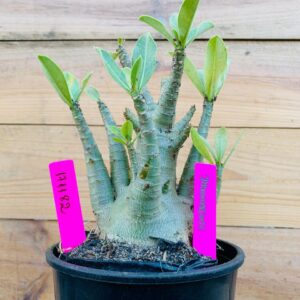 1711 82 Arabicum Dhofarense - F2 18 meses