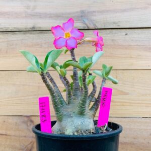 1711 83 Arabicum MK MK - F2 18 meses