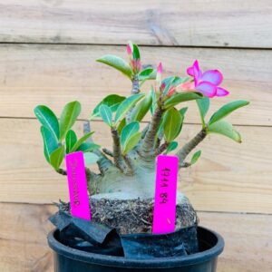 1711 84 Arabicum Dinossaur - F2 18 meses