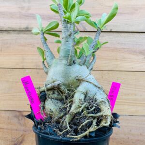 1711 85 Arabicum Minotauro - F2 18 meses