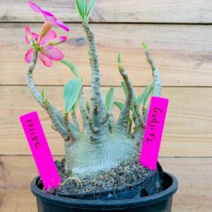 1711 86 Arabicum Godji - F2 18 meses