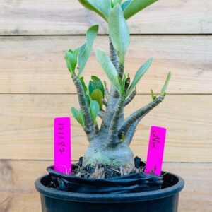 1711 87 Arabicum Nix - F2 18 meses