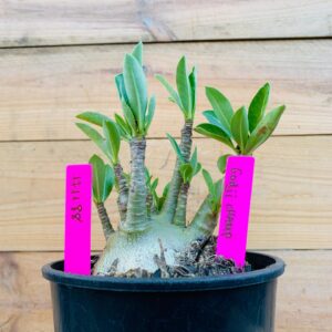 1711 88 Arabicum Godji Champ - F2 18 meses