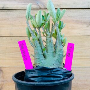 1711 89 Arabicum Darkseid - F2 18 meses