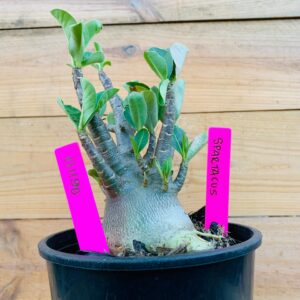 1711 90 Arabicum Darkseid - F2 18 meses