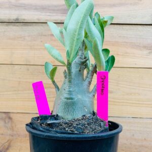 1711 91 Arabicum Dynamo - F2 18 meses