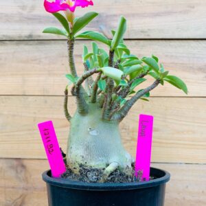 1711 92 Arabicum Lava - F2 18 meses