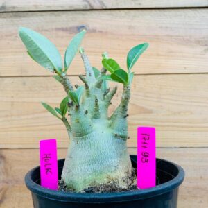 1711 93 Arabicum Hulk - F2 18 meses