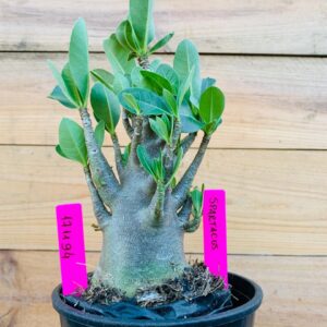 1711 94 Arabicum Spartacus - F2 18 meses