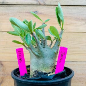 1711 95 Arabicum Brutos - F2 18 meses