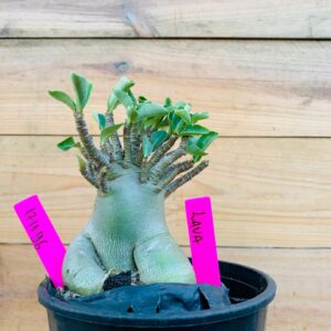 1711 96 Arabicum Big Caudex Lava - F2 18 meses