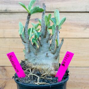 1711 98 Arabicum Big Caudex Megalodonte - F2 18 meses