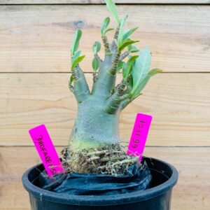 1711 99 Arabicum Dhofarense - F2 12 meses