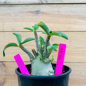 1711 100 Arabicum Dynamo - F2 12 meses