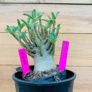 1711 101  Arabicum Maverick - F2 12 meses