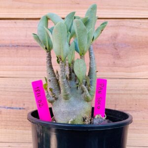 1811 02  Arabicum PBN Soco - F2 12 meses