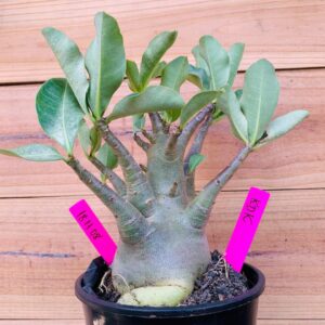 1811 08 Arabicum Big Caudex KDK - F2 18 meses