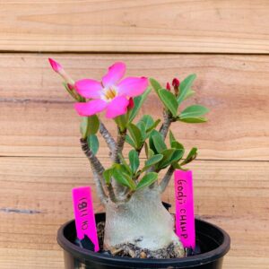 1811 10 Arabicum Godji Champ - F2 18 meses