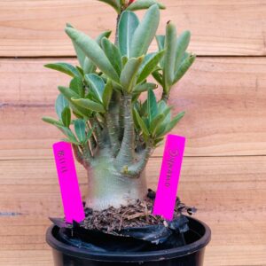 1811 11 Arabicum Dynamo - F2 12 meses