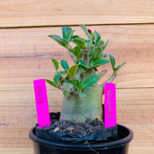 1811 13 Arabicum Galvatron - F2 12 meses