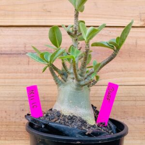 1811 16 Arabicum Dwarf - F2 12 meses