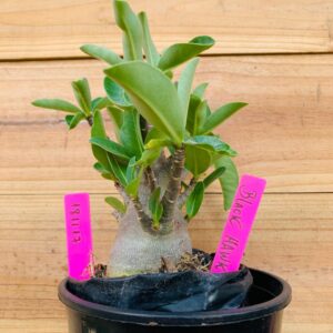 1811 17 Arabicum Dwarf - F2 12 meses