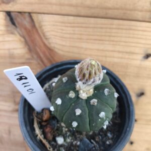 1811 01 Cacto Astrophytum ásteria ooibo