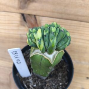 1811 02 Cacto Mertilocacto geometrazan variegata Cristata