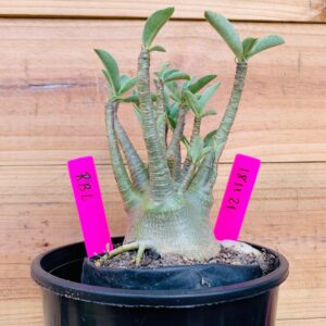 1811 21 Arabicum RBL - F2 12 meses