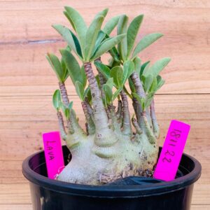 1811 22 Arabicum Lava - F2 18 meses