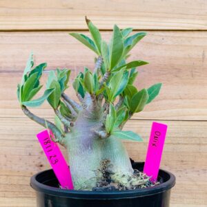 1811 23 Arabicum Onyx - F2 18 meses