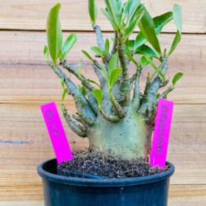 1811 25 Arabicum Espinossauro  - F2 18 meses