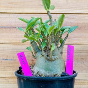 1811 27 Arabicum Maverick - F2 18 meses