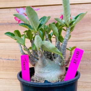 1811 28 Arabicum Tanos - F2 18 meses