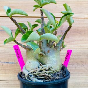 1811 30 Arabicum Asgard - F2 18 meses