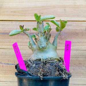 1811 31 Arabicum Hulk - F2 18 meses