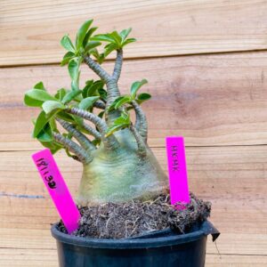 1811 32 Arabicum MK MK - F2 18 meses