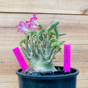 1811 34 Arabicum Tiranossauro - F2 18 meses