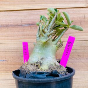 1811 35 Arabicum Hercules - F2 18 meses