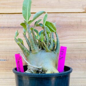 1811 36 Arabicum Dinossaur - F2 18 meses