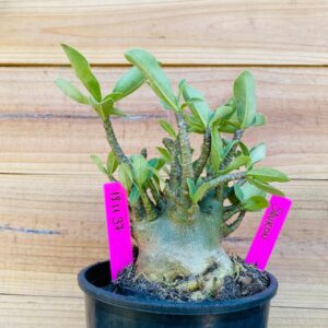 1811 37 Arabicum Sauron - F2 18 meses