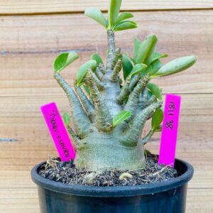 1811 38 Arabicum Braquiossauro - F2 18 meses