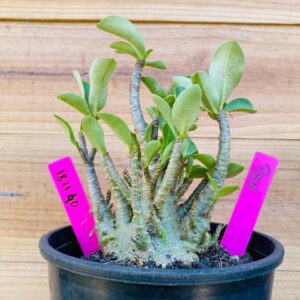 1811 40 Arabicum PBN - F2 18 meses