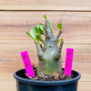 1811 48 Arabicum Bei Bid - F2 12 meses